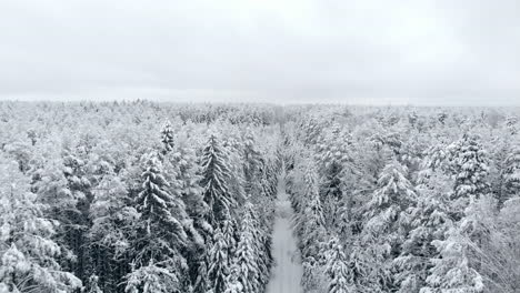 aerial-survey-of-winter-forest